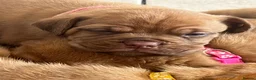 Dogue De Bordeaux dogs for sale: Dogue de Bordeaux pups in Croydon - Advert 5