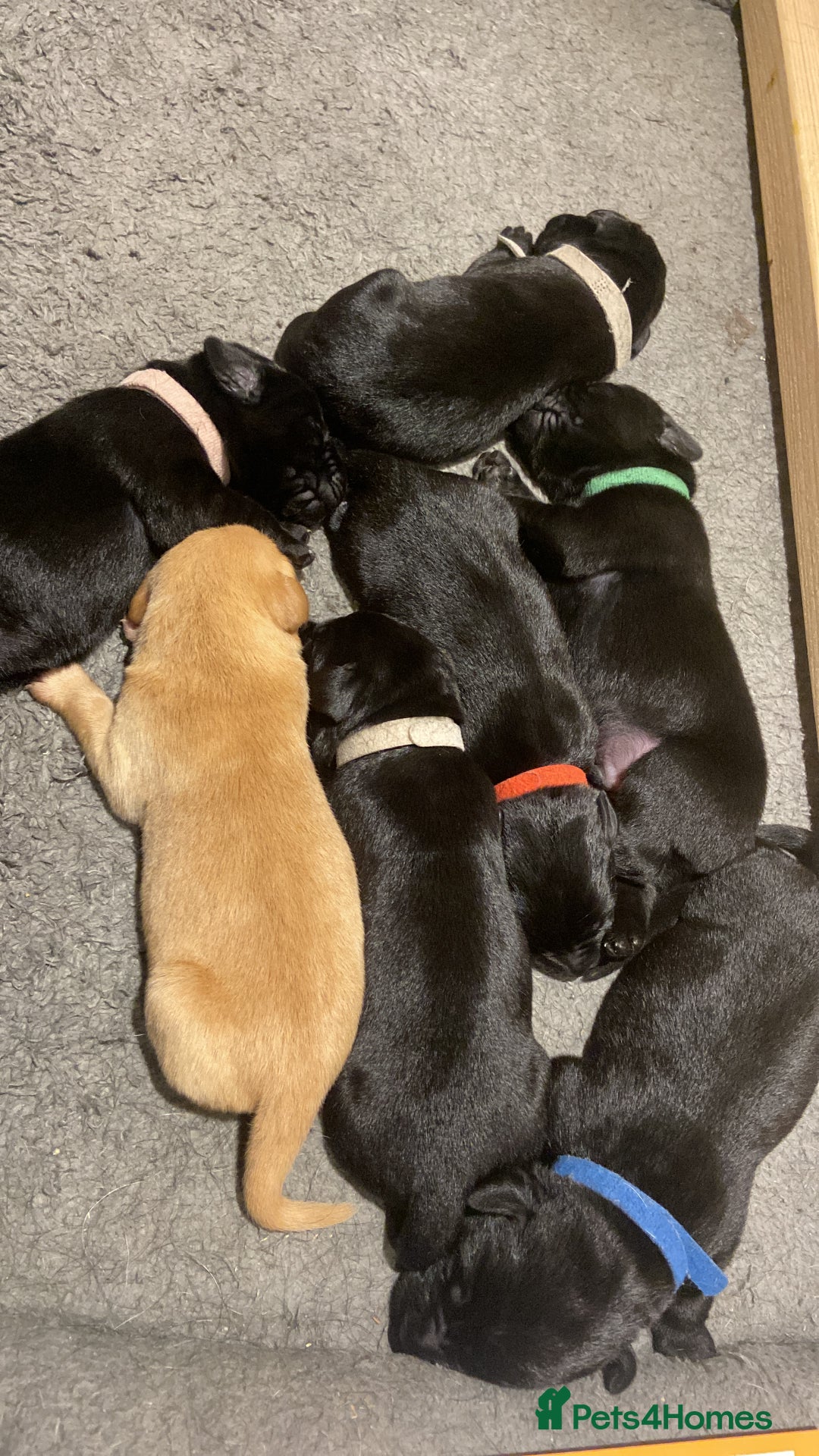 Labrador Retriever dogs for sale: Labrador Puppys ready for homes now - Advert 14