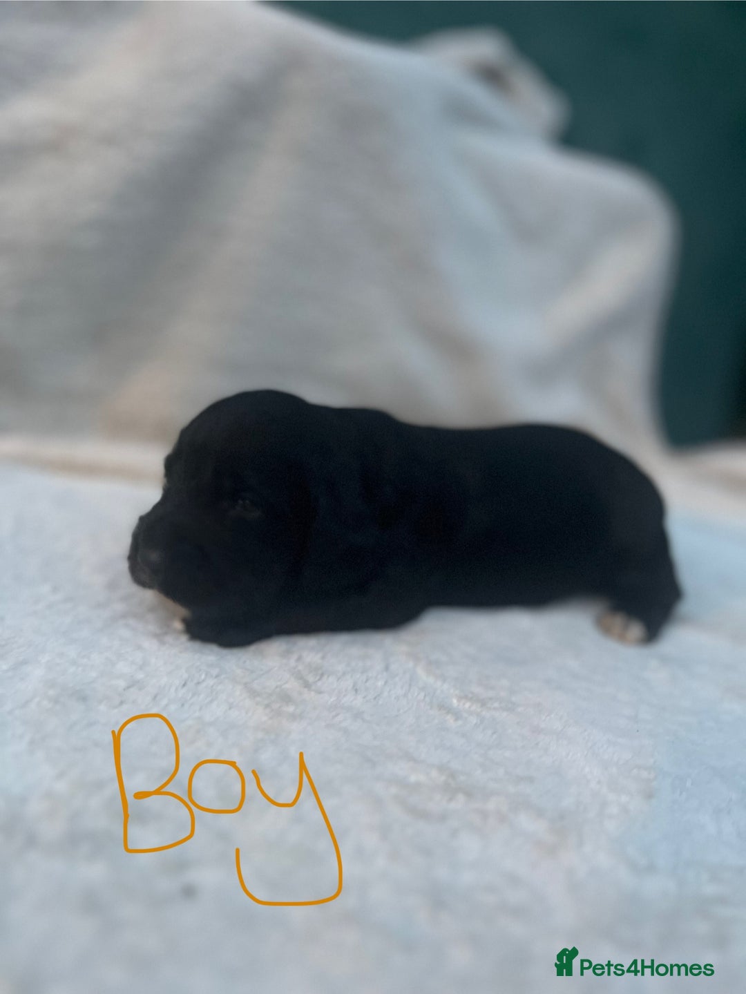 Cocker Spaniel dogs for sale: 9 beautiful cocker spaniel puppies - Image 4