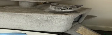 British Shorthair 3