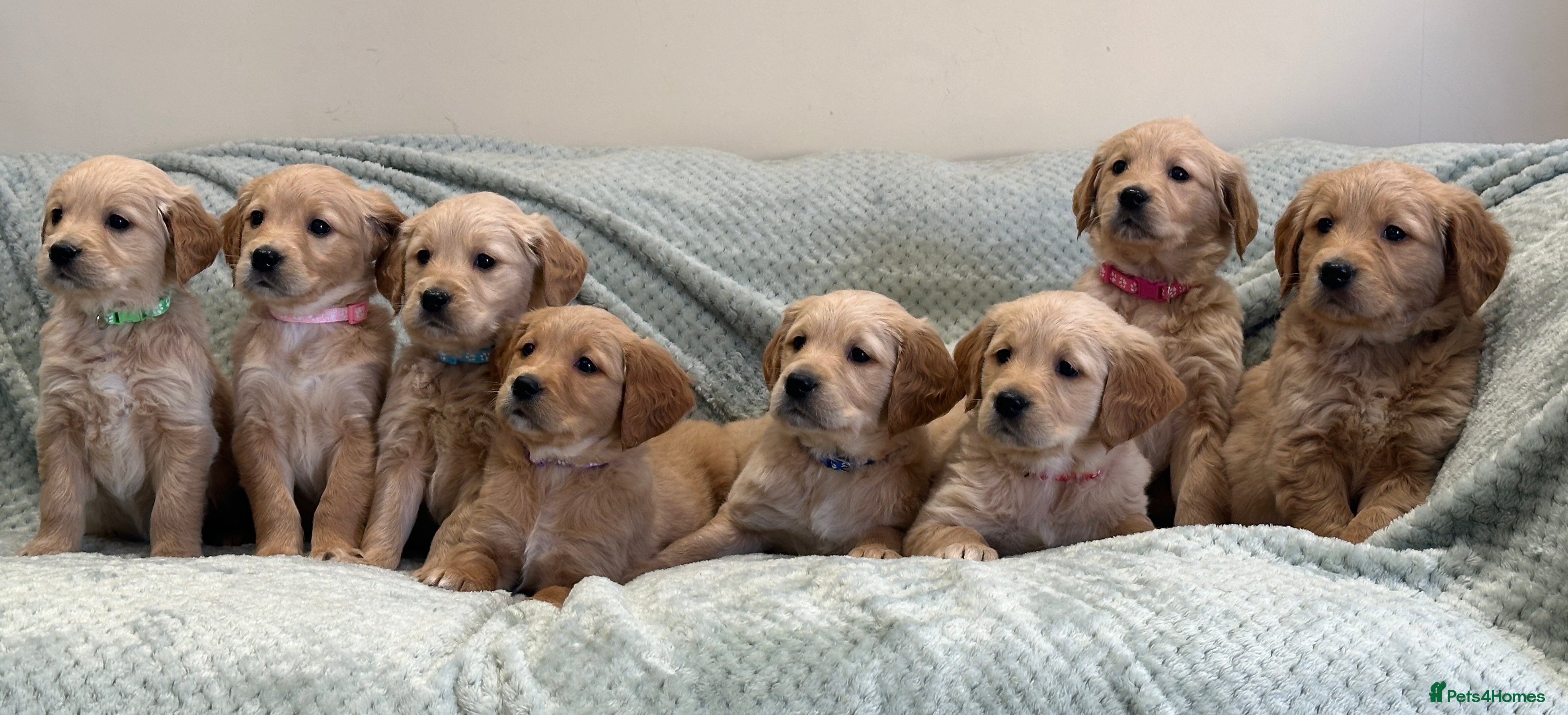 Golden Retriever dogs Quality litter of KC reg Golden Retriever Puppies  - Advert 4