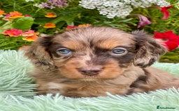 Cavapoo dogs for sale: Stunning Cavapoo babies  - Image 2