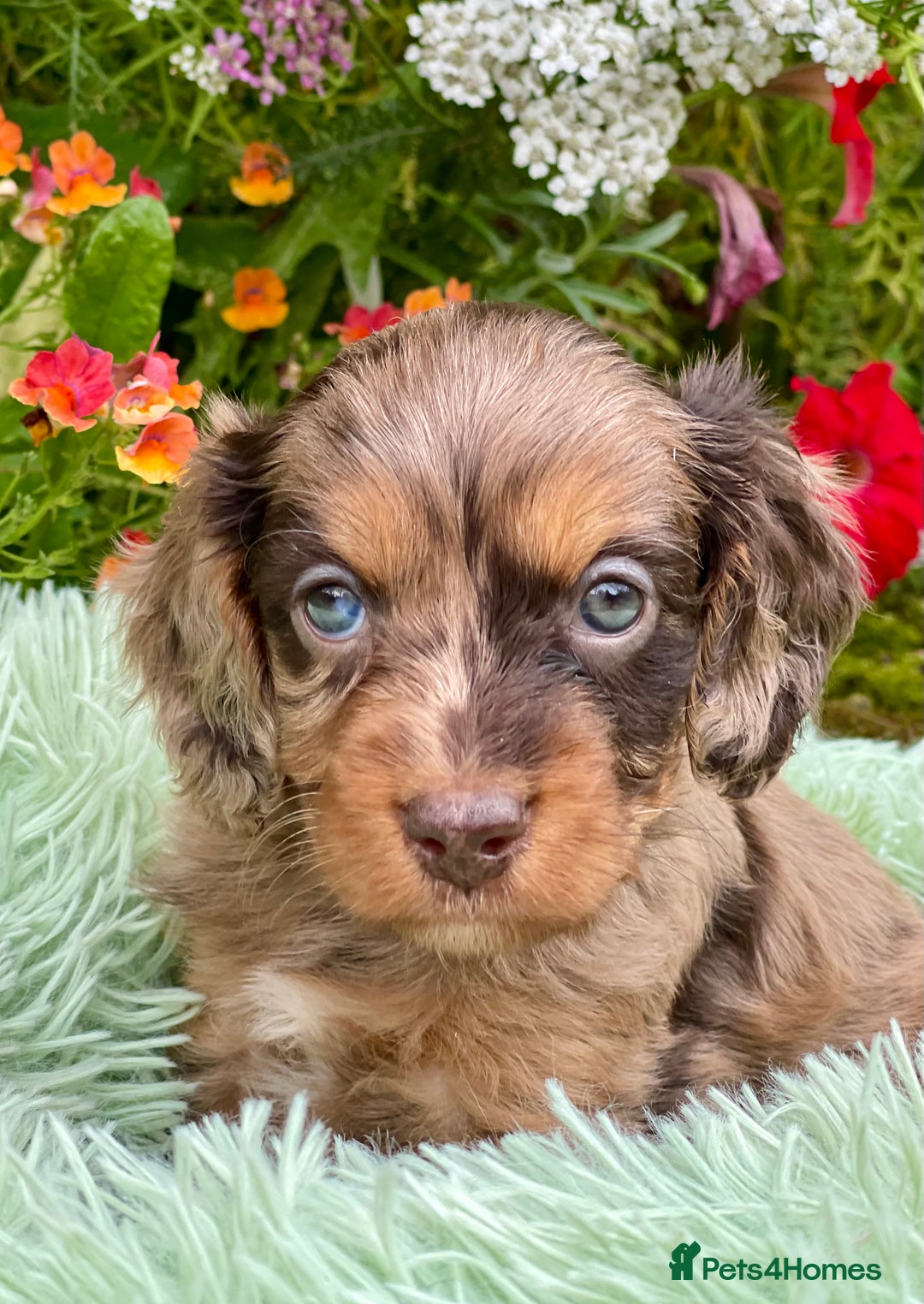 Cavapoo dogs for sale: Stunning Cavapoo babies  - Image 2
