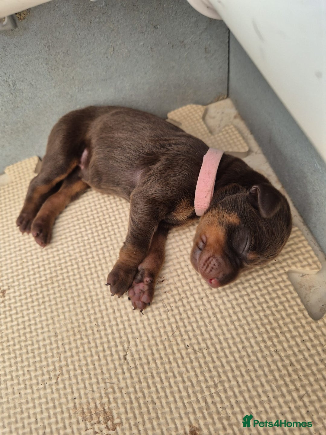 Dobermann dogs for sale: Stunning Dobermann puppies in Nottingham - Image 15