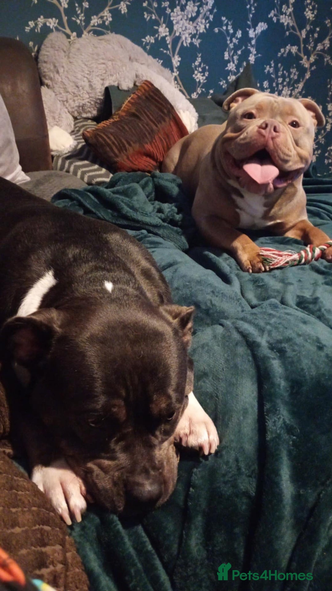 American Bully dogs for sale: Pocket bully - Advert 4