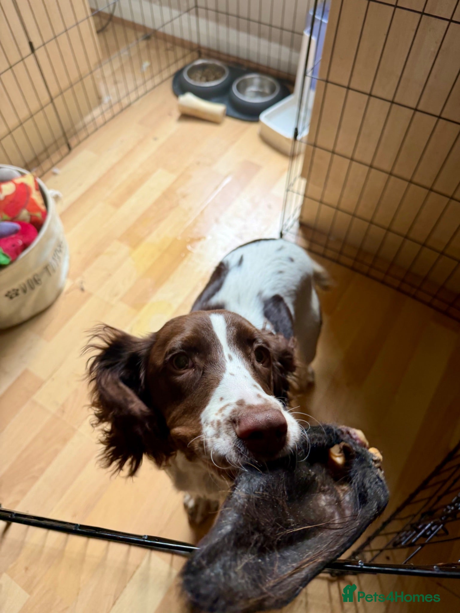 Sprocker dogs Beautiful Sprocker Girl - Advert 8