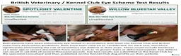 Labrador Retriever dogs for sale: Stunning Red Fox Labs : Health Checked-KC Reg-FTCH - Advert 22