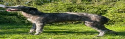 Deerhound dogs for sale: KC Reg Scottish Deerhound Puppy - Advert 3