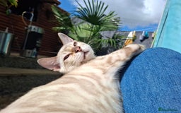 Bengal cats for sale: Prenium TICA registered Bengal Kittens - Image 4