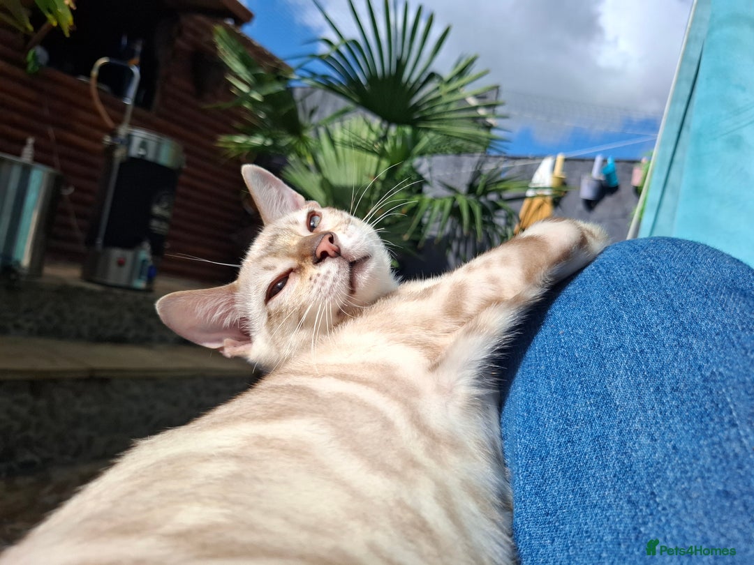 Bengal cats for sale: Prenium TICA registered Bengal Kittens - Image 4