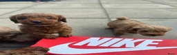 Cavapoo dogs for sale: Beautiful f1b red Cavapoo puppies    - Advert 22