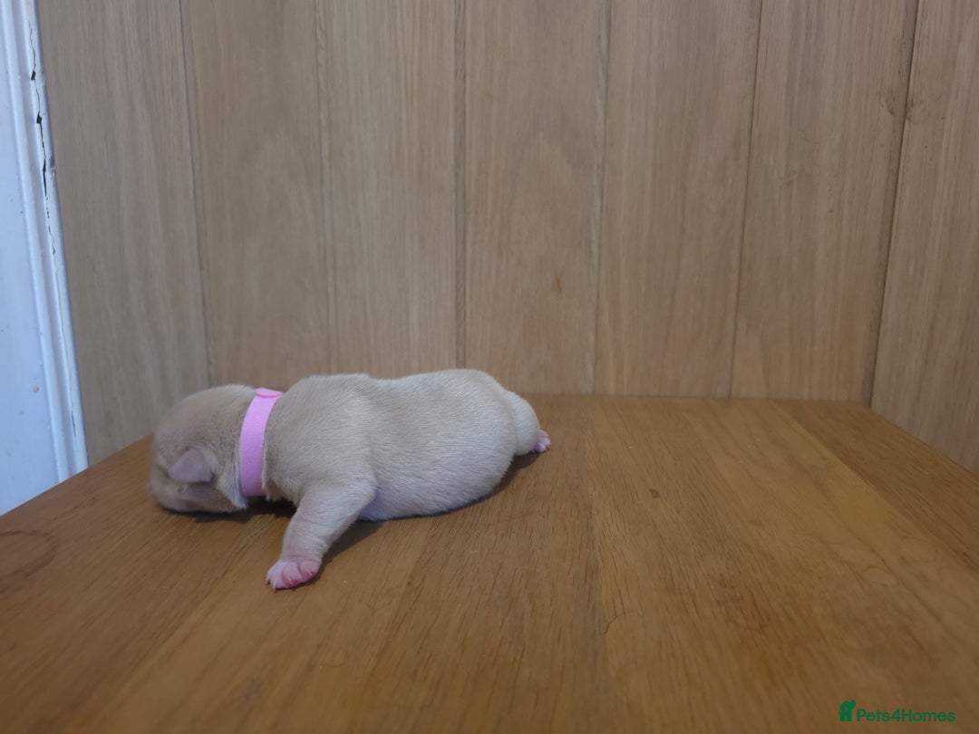 American Bully dogs for sale: Pocket bully puppies - Advert 15