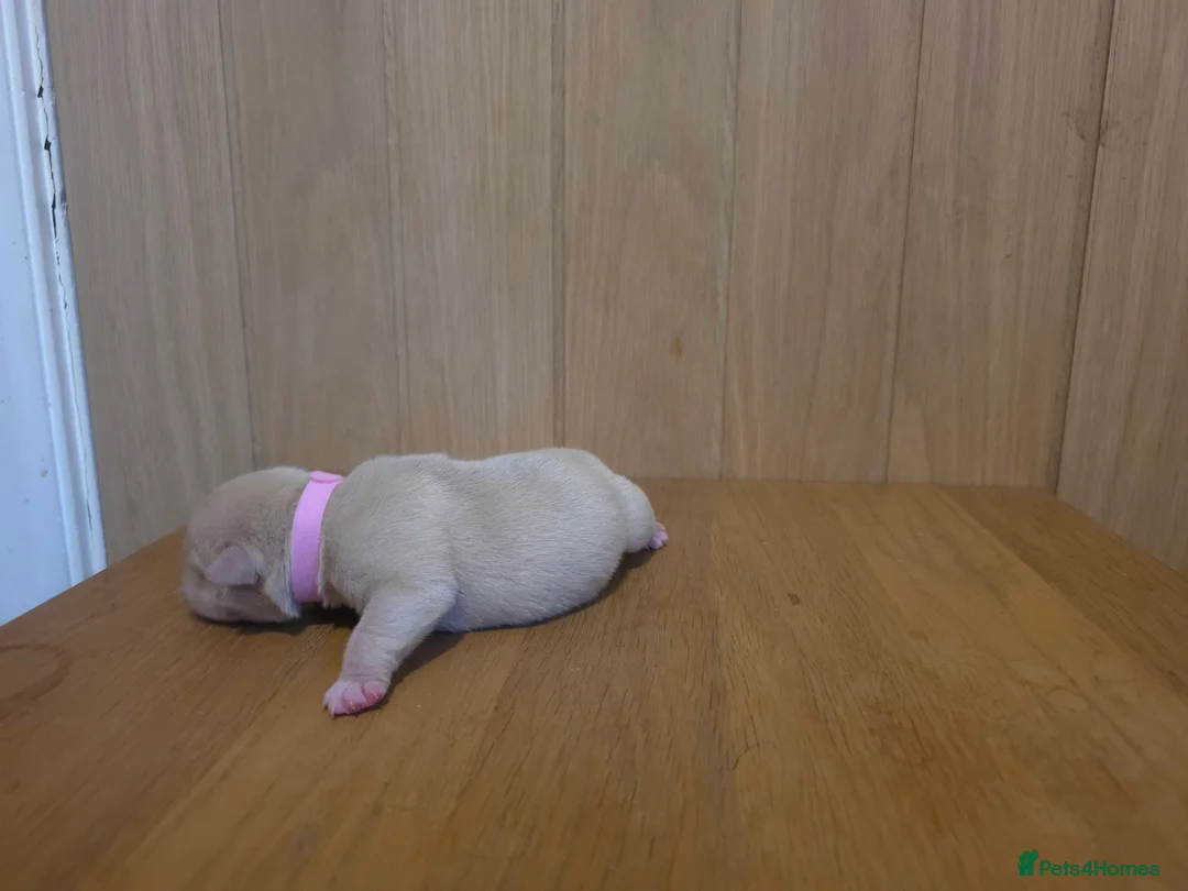 American Bully dogs for sale: Pocket bully puppies - Advert 25