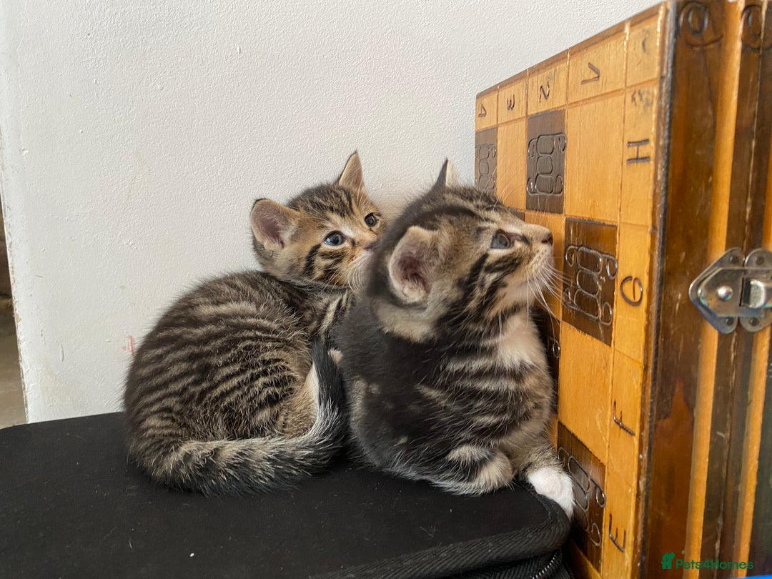 Mixed Breed cats for sale: Four beautiful little kittens - Image 12
