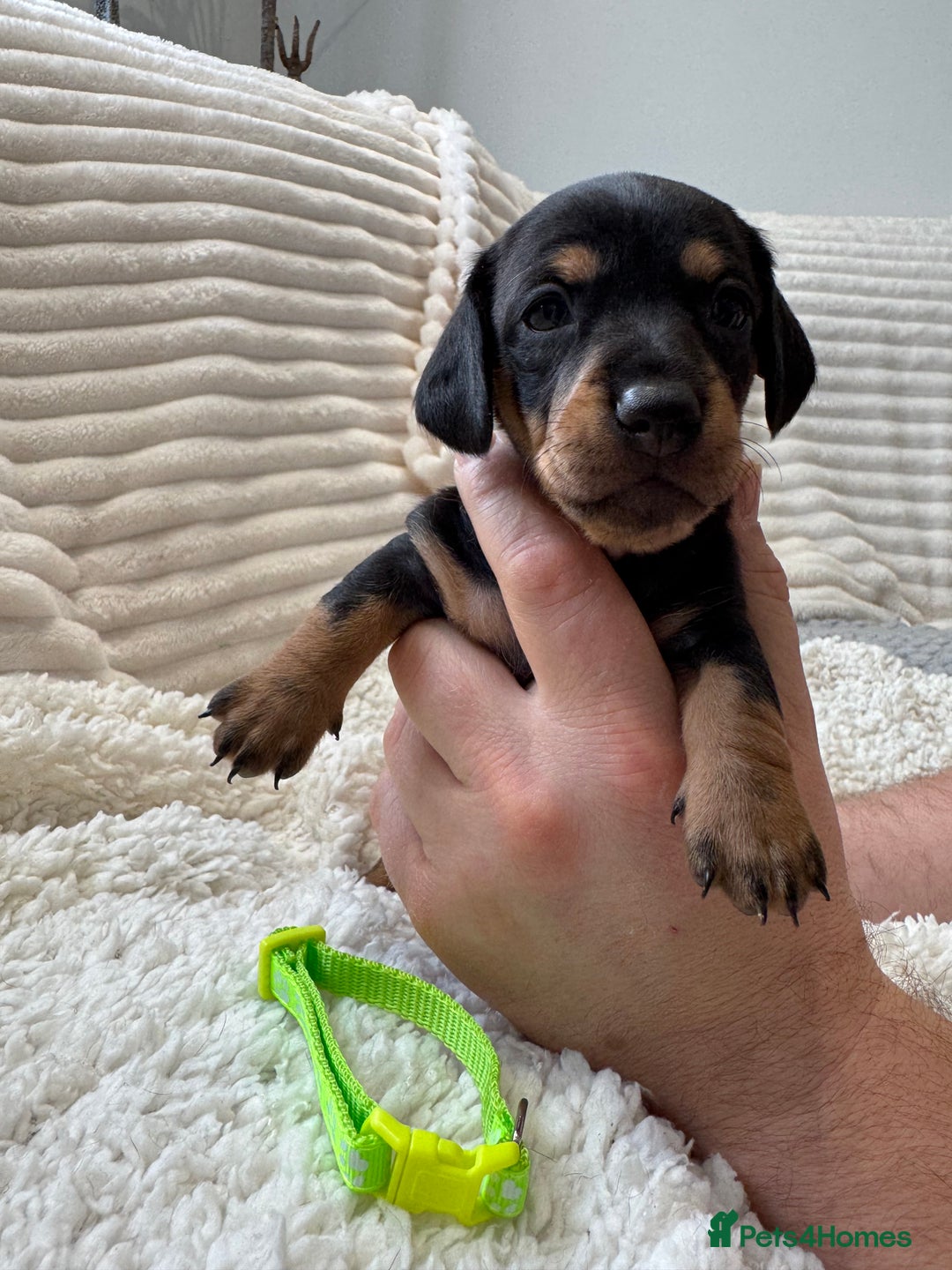 Dachshund dogs for sale: 6 Stunnig Standard Dachshund Puppies - Advert 9