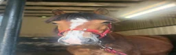 Welsh Section C horses for sale: project pony  - Advert 1