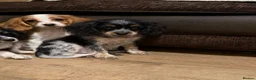 Cockalier dogs for sale: Beautiful litter ready to leave now 💕 - Advert 17