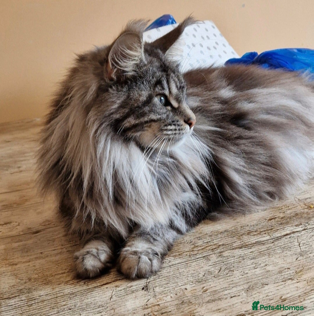 Maine Coon cats for sale: TICA REGISTERED MAINE COON KITTENS - Image 33