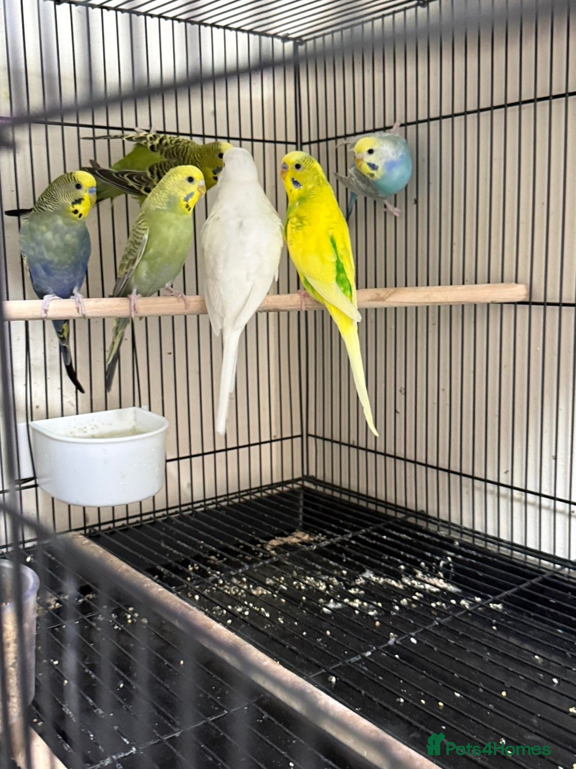 Budgerigars birds 🐦 BEAUTIFUL BUDGIES – READY FOR NEW HOMES 🐦 - Advert 2