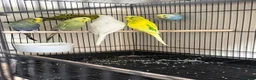 Budgerigars birds for sale: 🐦 BEAUTIFUL BUDGIES – READY FOR NEW HOMES 🐦 in Enfield - Advert 1