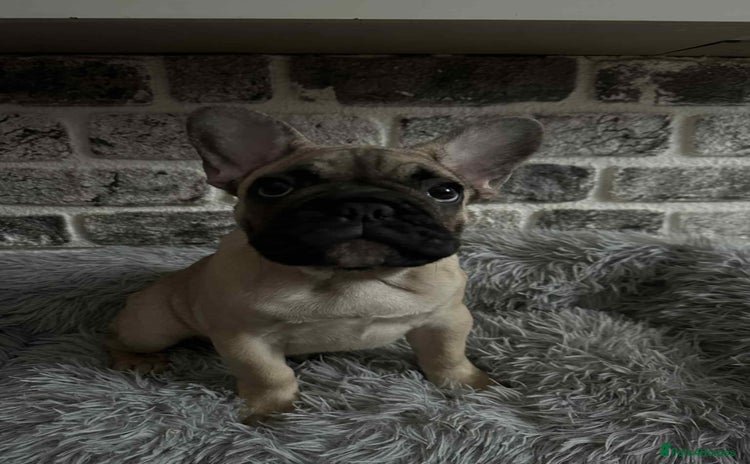 French Bulldog dogs - Advert 16