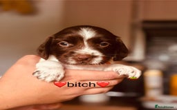 English Springer Spaniel dogs for sale: Springer spaniel puppies  - Image 5