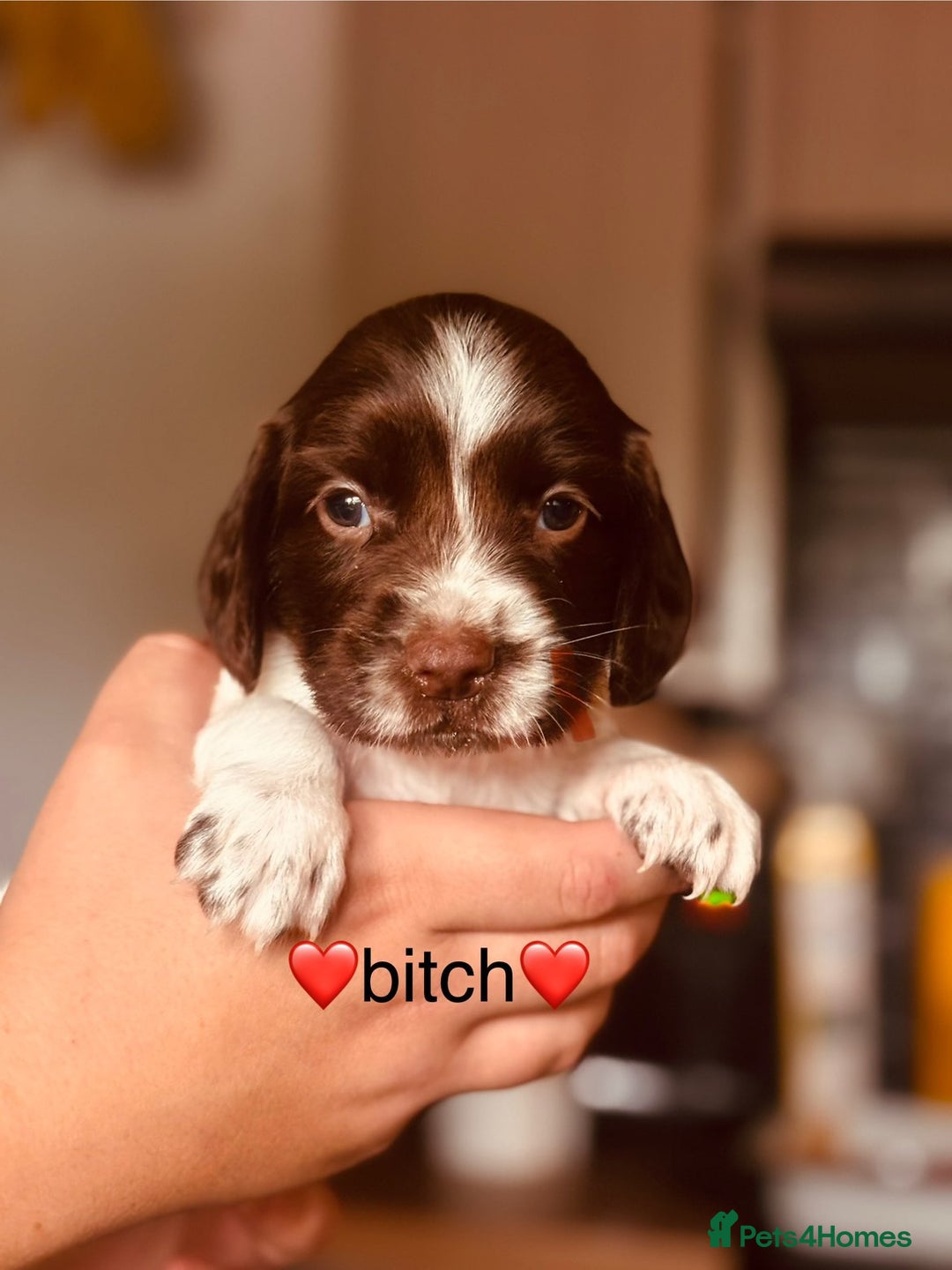 English Springer Spaniel dogs for sale: Springer spaniel puppies  - Image 5
