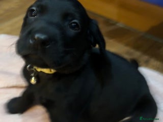 Labrador Retriever dogs Fully Health Tested Outstanding KC Reg Puppies - Advert 6