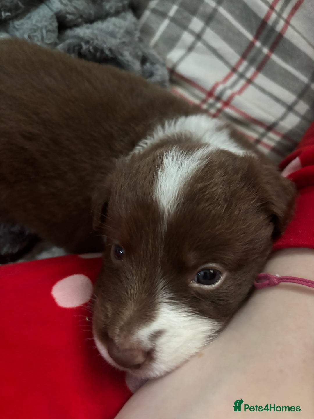 Border Collie dogs for sale: 4 border collie puppies - Advert 10
