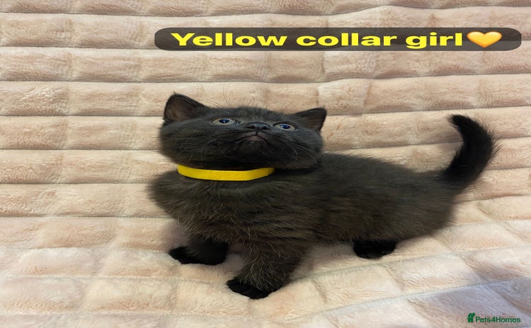 British Shorthair cats - Advert 4