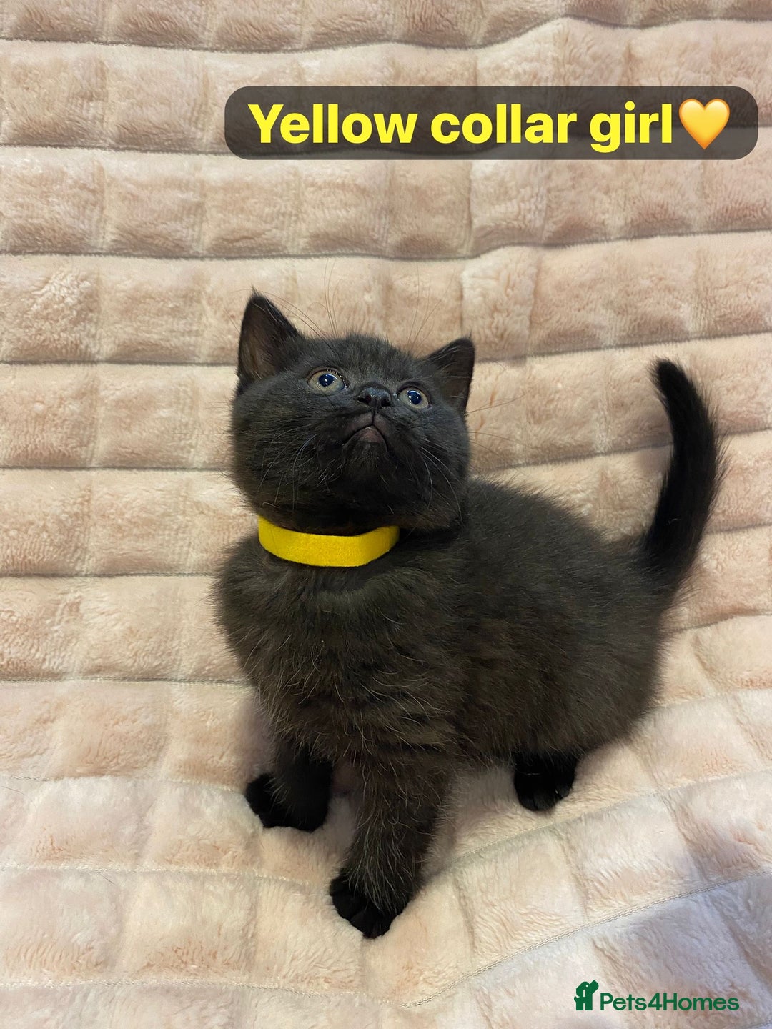 British Shorthair cats for sale: 7 stunning British shorthair cross kittens🩷🩵 - Image 3