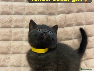 British Shorthair cats - Advert 6