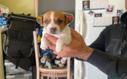 Jack Russell dogs for sale: Socialization jack russell terriers - Image 1