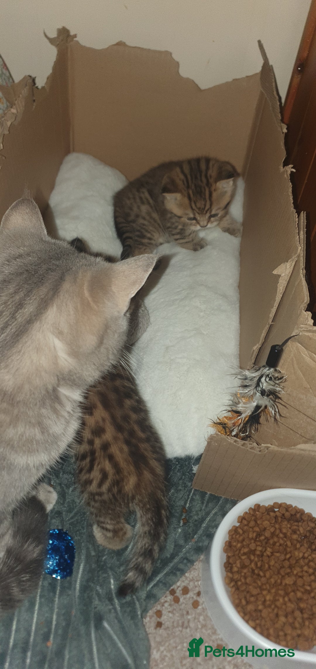 British Shorthair cats for sale: British Shorthair Black Golden Tabby kittens 😸  - Advert 4