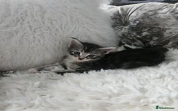 Maine Coon cats for sale: Gorgeous maincoon kittens - Image 7