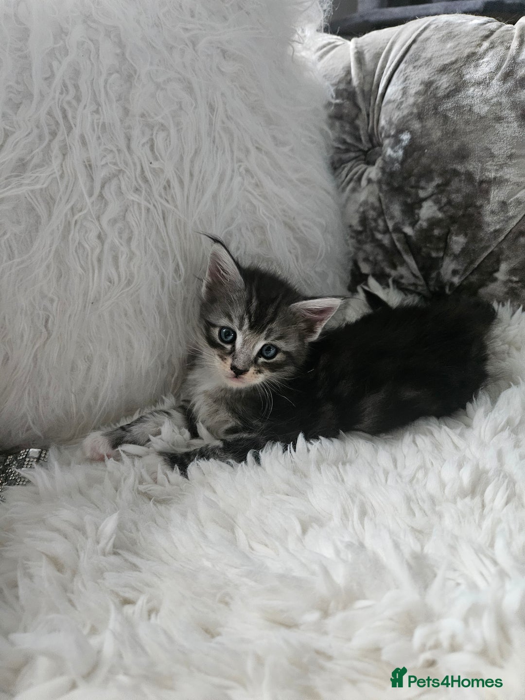 Maine Coon cats for sale: Gorgeous maincoon kittens - Image 7