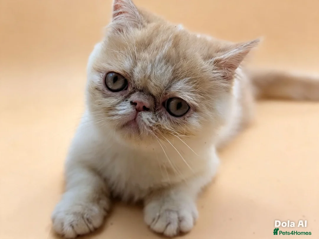 Exotic cats for sale:  Exotic Shorthair Girl, Feisty & Loving - Advert 9