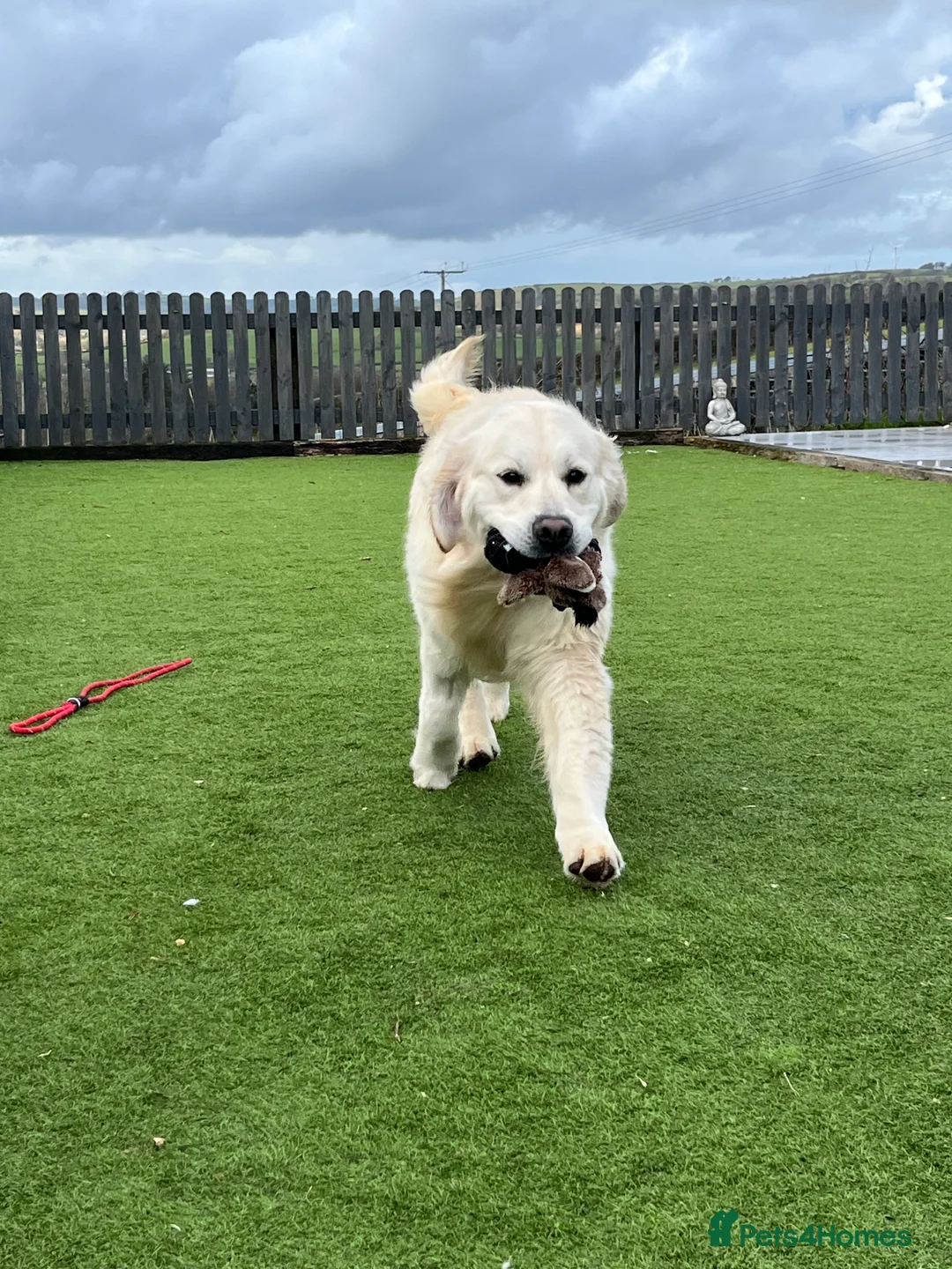 Golden Retriever dogs for stud: “Hank” kenbloom Leo - Advert 5