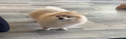 Pomeranian dogs for sale: Pomeranian £0 - Advert 4