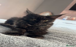 Maine Coon cats for sale: black smoke female  - Image 1