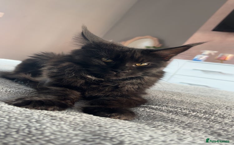 Maine Coon cats - Advert 6
