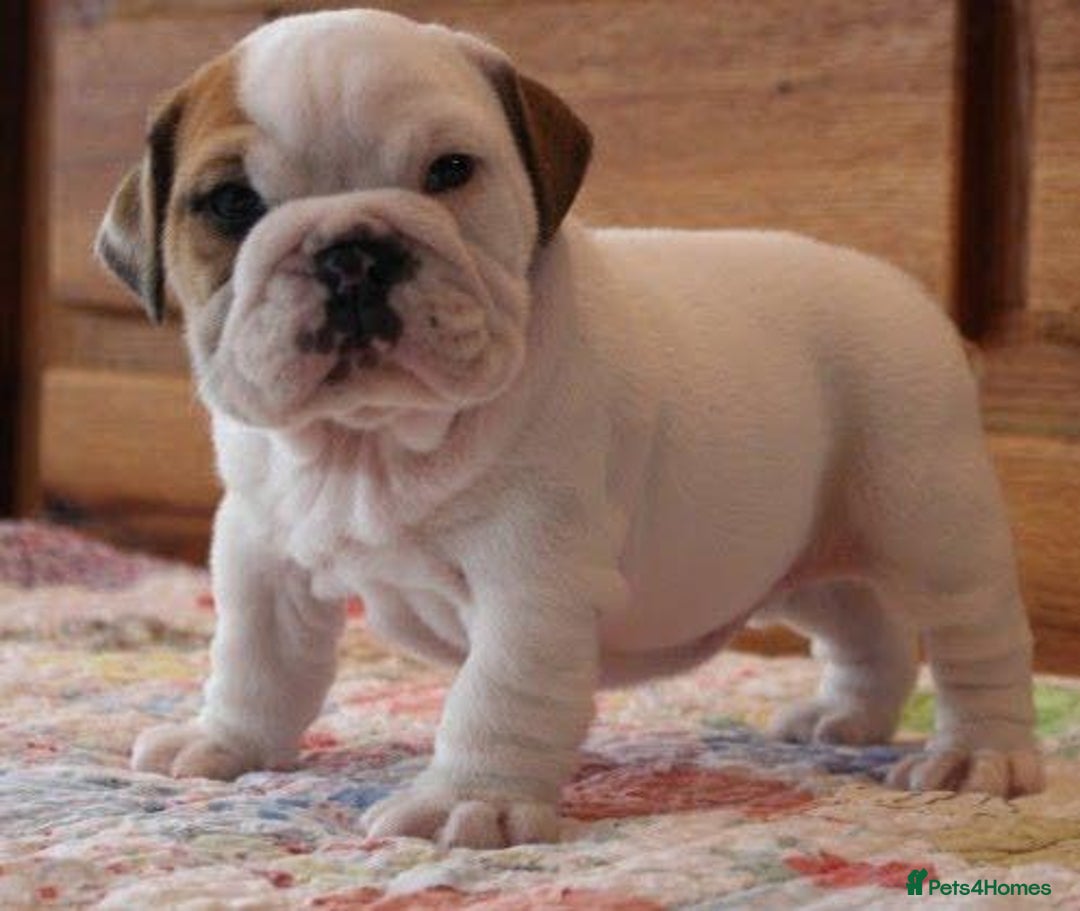 English Bulldog dogs for sale: Purebred English Bulldogs - Image 9