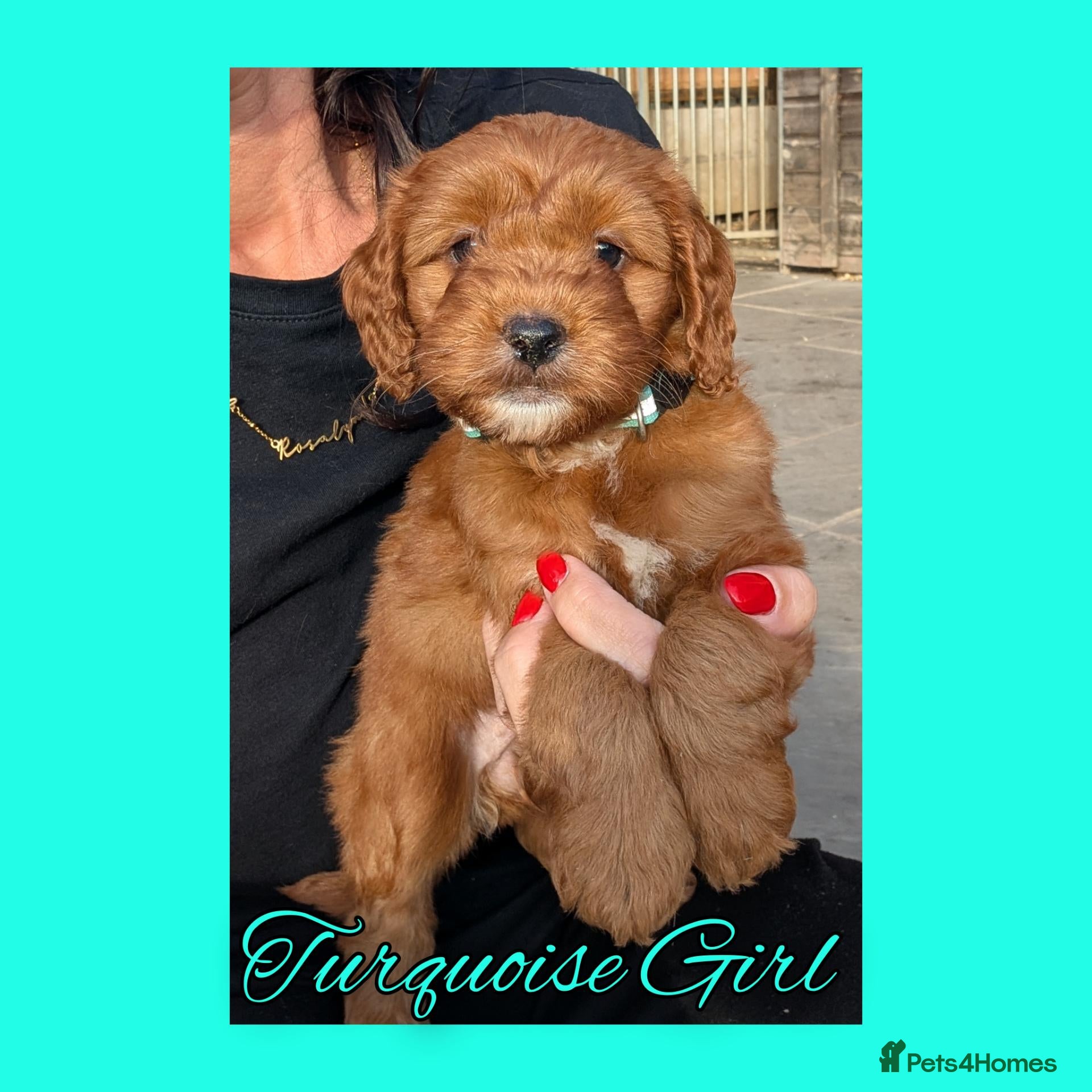 Cockapoo dogs 6 x Red Cockapoo Girls For Sale - Advert 2