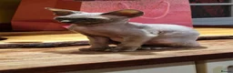 Sphynx cats for sale: *LAST ONE* Gorgeous Sphynx Girl - 12 Weeks Old - Advert 9