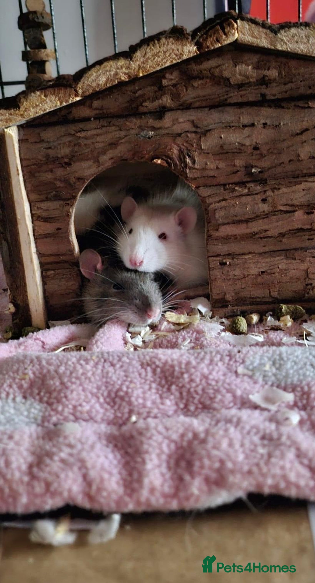 Rat rodents for sale: Rats in need of a new home - Advert 1