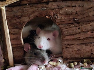 Rat rodents Rats in need of a new home - Advert 4
