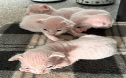 Sphynx cats for sale: Sphynx Kittens - Image 7