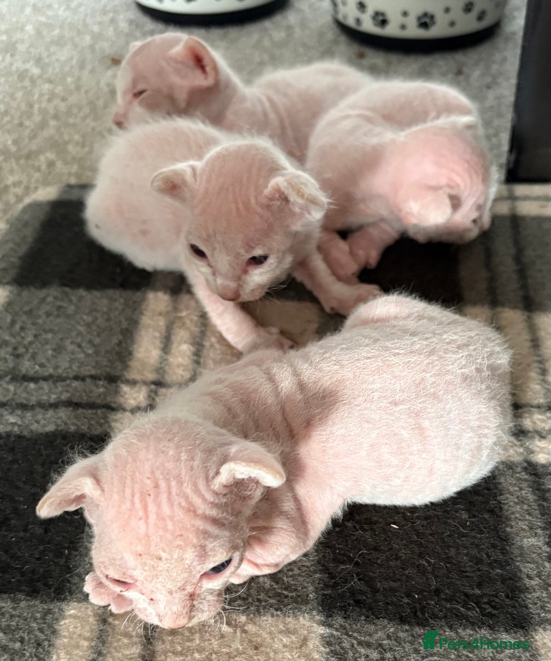 Sphynx cats for sale: Sphynx Kittens - Image 7