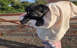 Labrador Retriever dogs for sale: Kc registered Labrador puppies  - Image 8