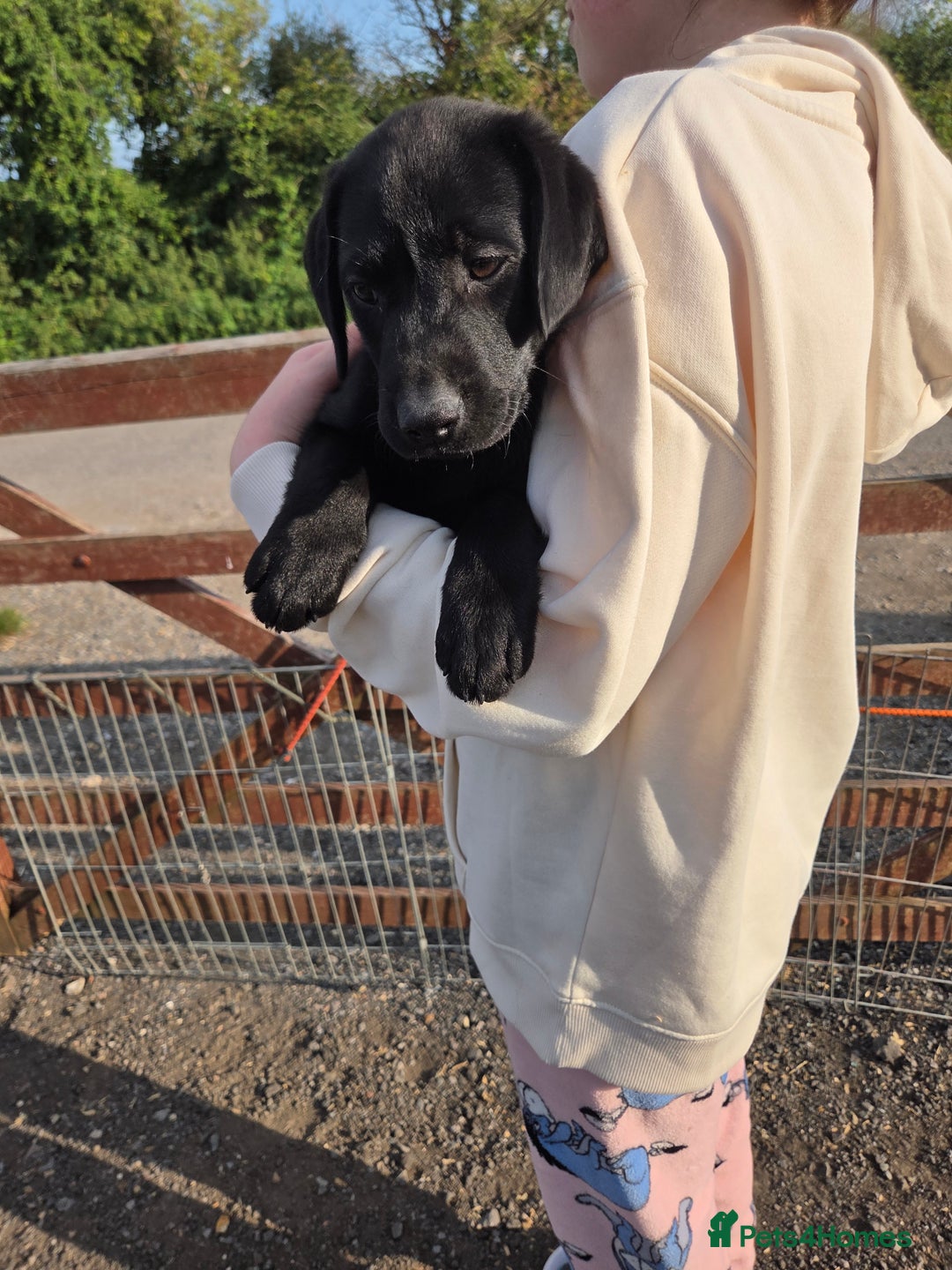 Labrador Retriever dogs for sale: Kc registered Labrador puppies  - Image 8